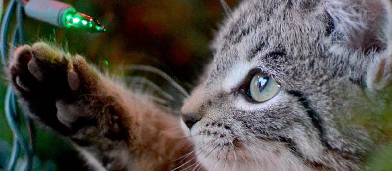 primo piano-gatto-natale-gioca-con-luce-albero
