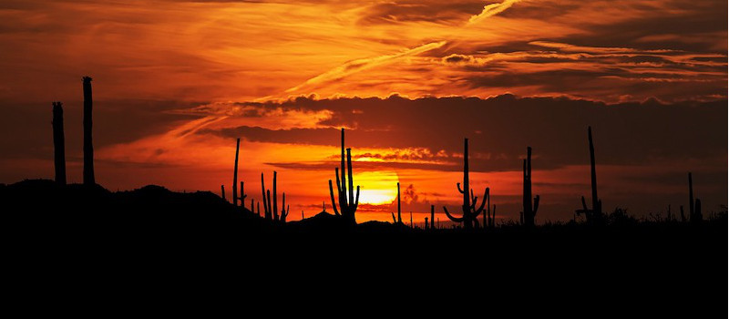 deserto-sonora-messico-tramonto-cactus