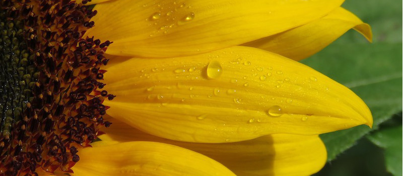 primo piano di un girasole di cui si vede solo parte del fiore