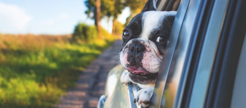 nome di animali in italiano