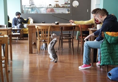 crazy cat café